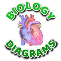 Learn Biology Diagrams-Offline